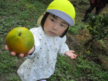 みかん狩り