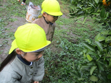 みかん狩り