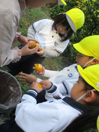 みかん狩り